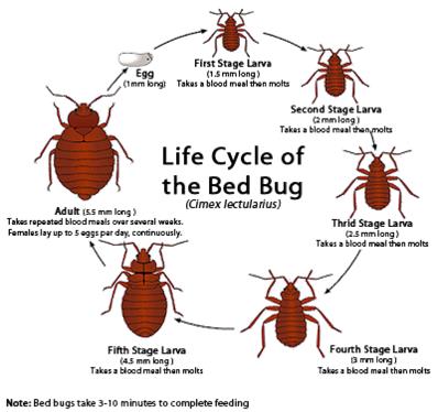 How To Avoid Bed Bugs During Travel (Simple steps to prevent spreading)